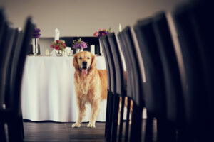 Hund Restaurant
