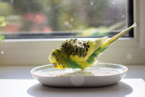 Wellensittich badet