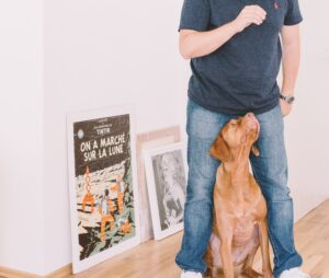 Hund Trickdogging