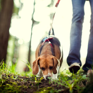 Hund Fährte Schnüffeln