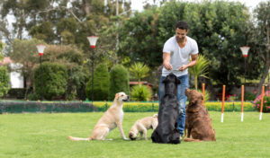 Hundeschule Training Hund