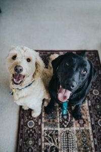 Hunde Tagesstätte Betreuung