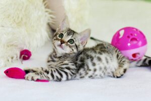 Katze Spielzeug