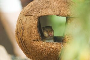 Hamster Hausbau
