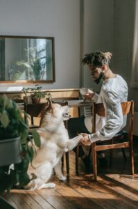 Hund Gehorsam Pfote