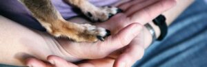 Hund Hände Pfoten helfen