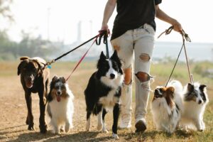 Dogwalking Gassiservice Hundebetreuung