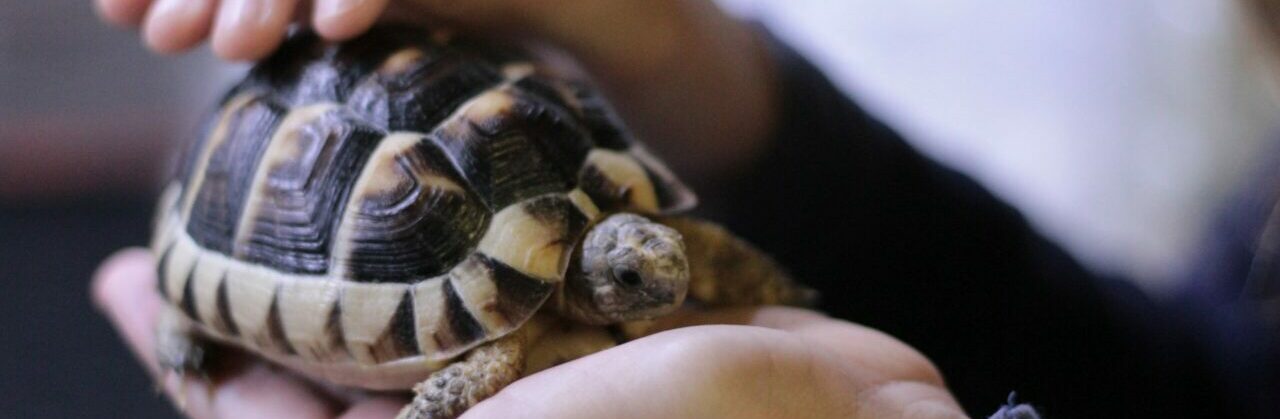 Schildkröte