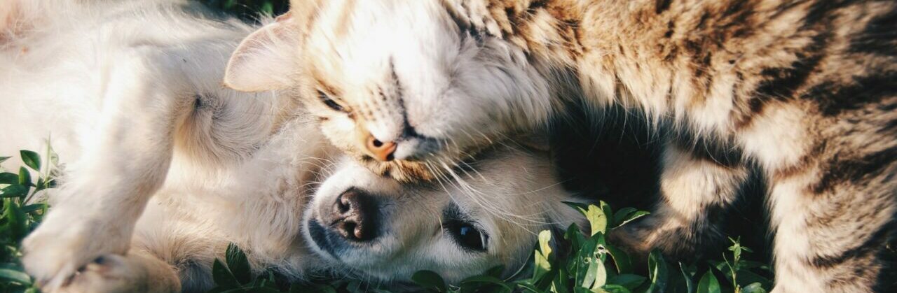 Hund Katze Wichtige Links